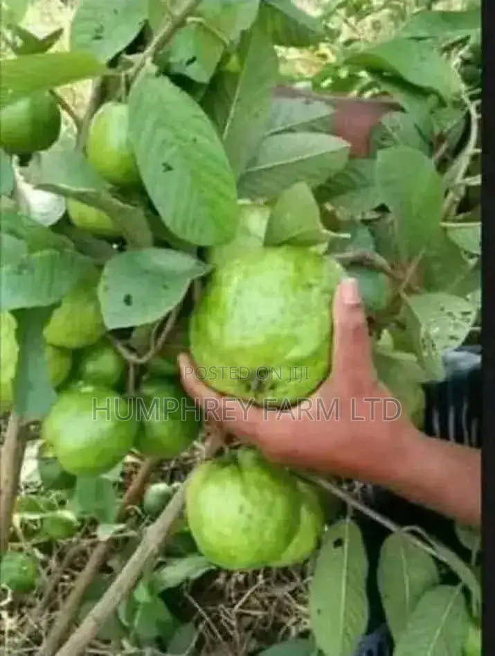 Fuit Seeding