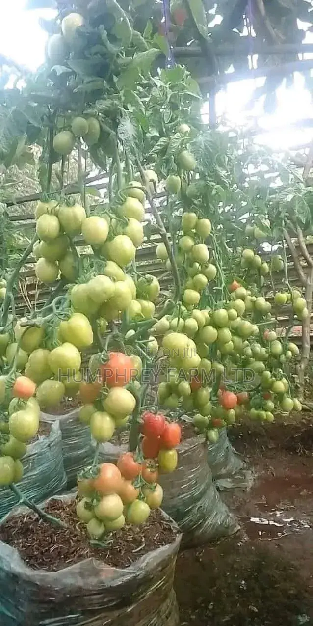 Fuit Seeding