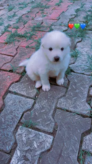 1-3 months Male Purebred American Eskimo