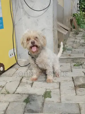 1+ year Female Purebred Lhasa Apso