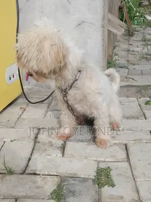 1+ year Female Purebred Lhasa Apso