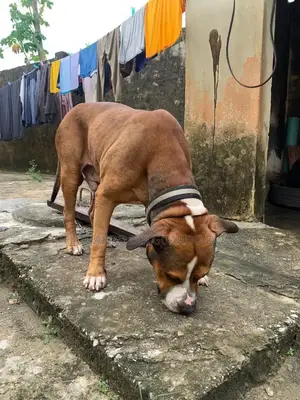1+ year Male Purebred American Pit Bull Terrier
