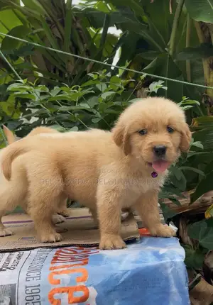 1-3 months Male Purebred Golden Retriever