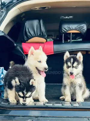 1-3 months Female Purebred Siberian Husky
