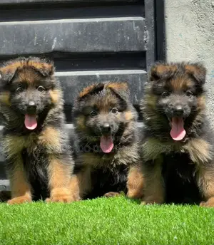 1-3 months Male Purebred German Shepherd