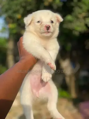 1-3 months Female Purebred American Eskimo