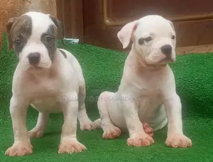 1-3 months Female Purebred American Bulldog
