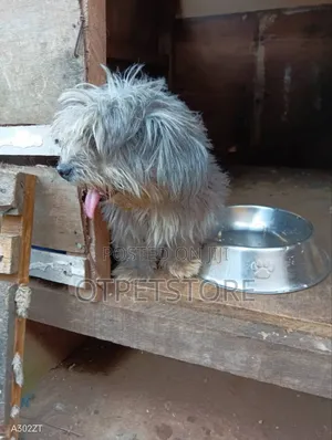 1+ year Male Purebred Lhasa Apso