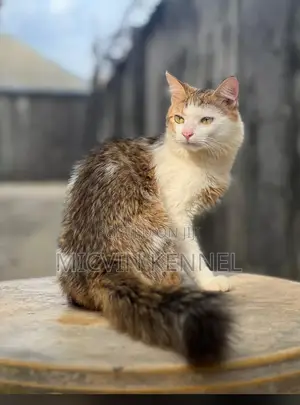 6-12 months Male Purebred Turkish Angora