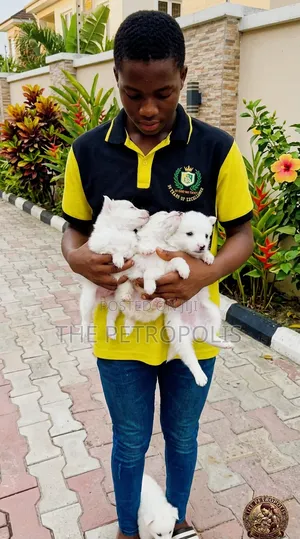 1-3 months Male Purebred American Eskimo