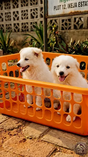 0-1 month Female Purebred American Eskimo