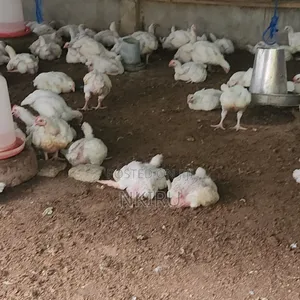 Whole Chicken Processed And Packaged And Live