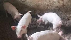 Healthy Tn70 Weaners
