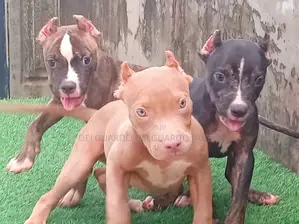 1-3 months Female Purebred American Bully