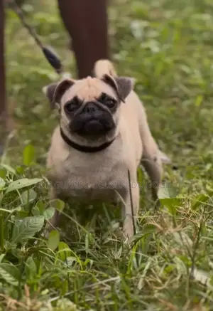 1+ year Female Purebred Pug