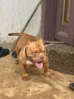 1+ year Female Purebred American Bully