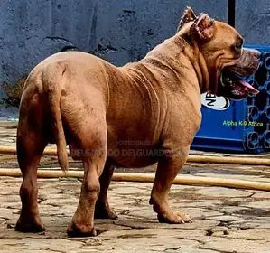 1+ year Male Purebred American Bully