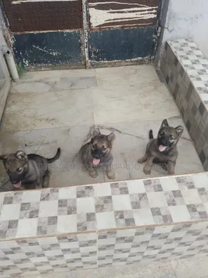 1-3 months Male Purebred German Shepherd