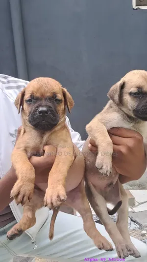 1-3 months Male Purebred Boerboel