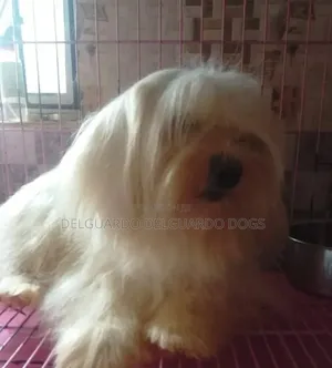 1+ year Female Purebred Lhasa Apso