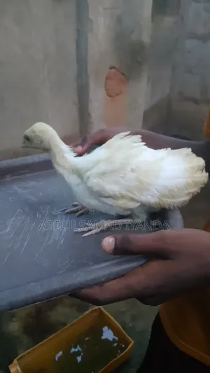 Turkey , Chicken