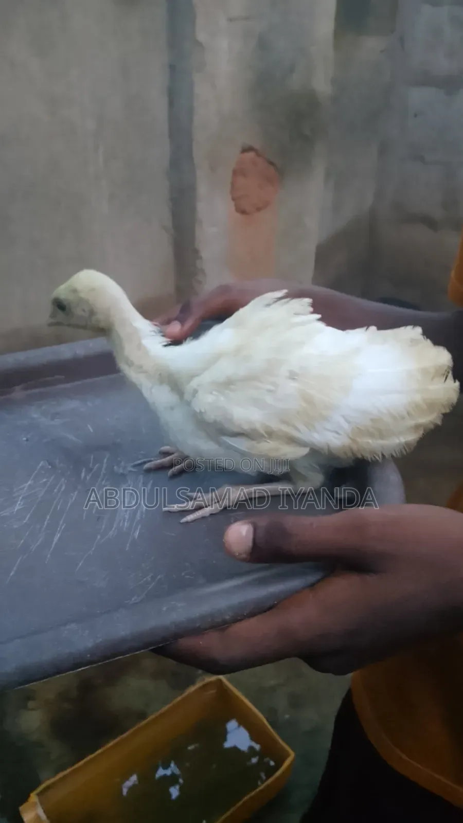 Turkey , Chicken