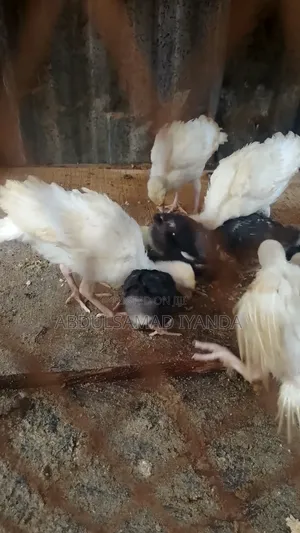 Turkey , Chicken