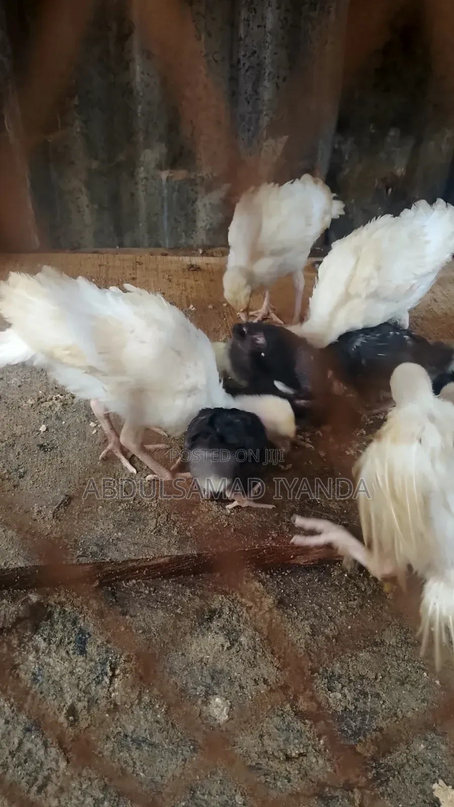 Turkey , Chicken
