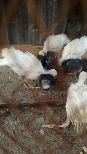 Turkey , Chicken