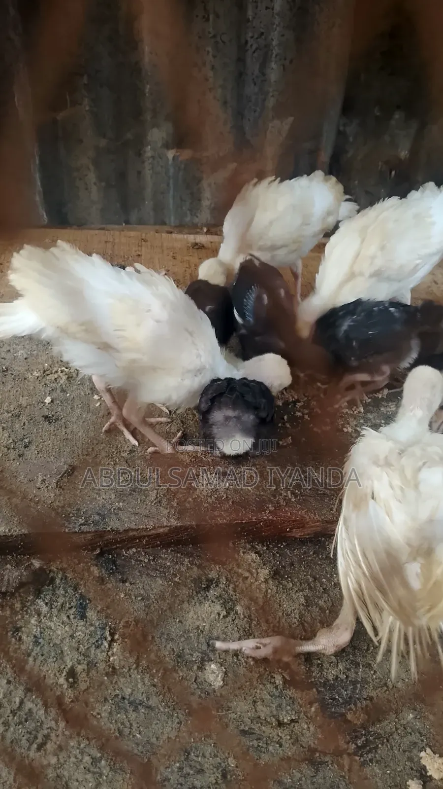 Turkey , Chicken