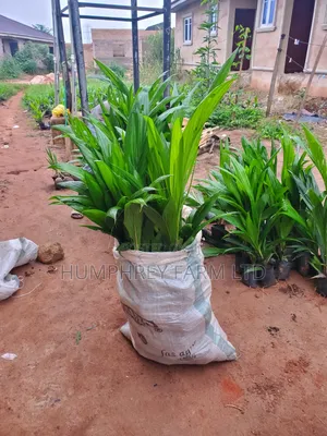 Hybrid Tenera Oil Palm Seedlings And Seeds