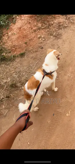 1+ year Female Mixed Breed Golden Retriever
