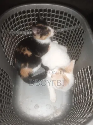 3-6 months Female Purebred Savannah