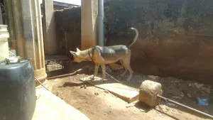 1+ year Female Purebred German Shepherd