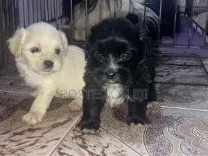 0-1 month Female Purebred Lhasa Apso