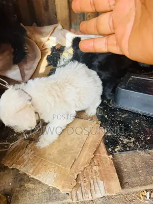 1-3 months Female Purebred Lhasa Apso