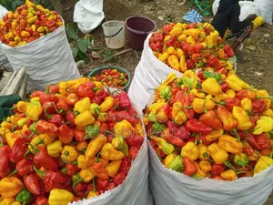 Hot Super Habanero and Loleza Pepper