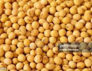 Soya Beans