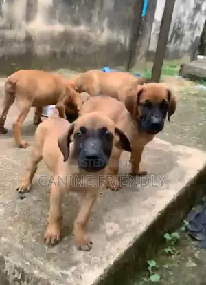 1-3 months Male Purebred Boerboel