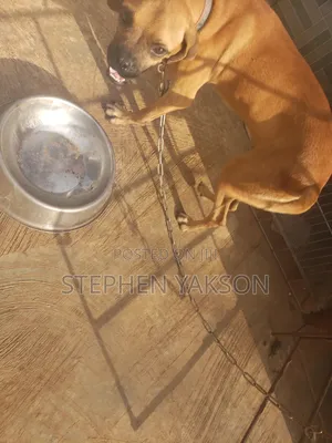 1+ year Female Purebred Boerboel