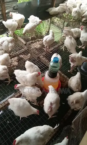 Broilers Chicken for Sale.