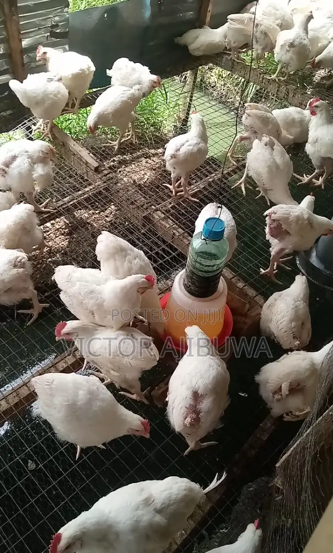 Broilers Chicken for Sale.