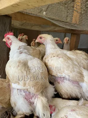 Fresh Farm Chicken Available Today, Bookings Are Mandatory.