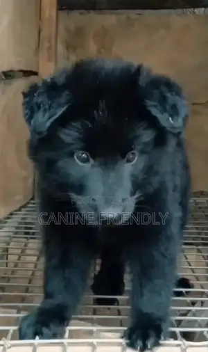 1-3 months Female Purebred German Shepherd