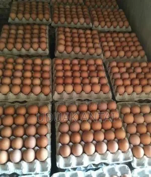 Fresh Farm Large and Jumbo Eggs Dey! We're Selling Out