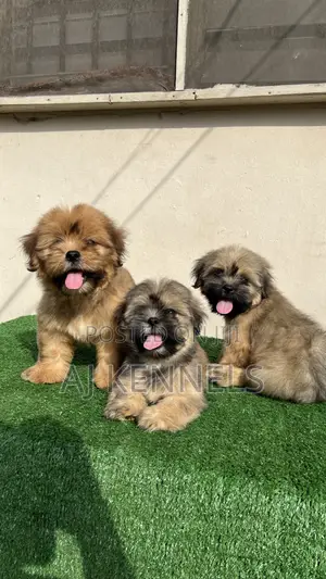 1-3 months Male Purebred Lhasa Apso