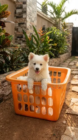 1-3 months Female Purebred American Eskimo