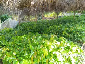 Cocoa Seedlings for Sell