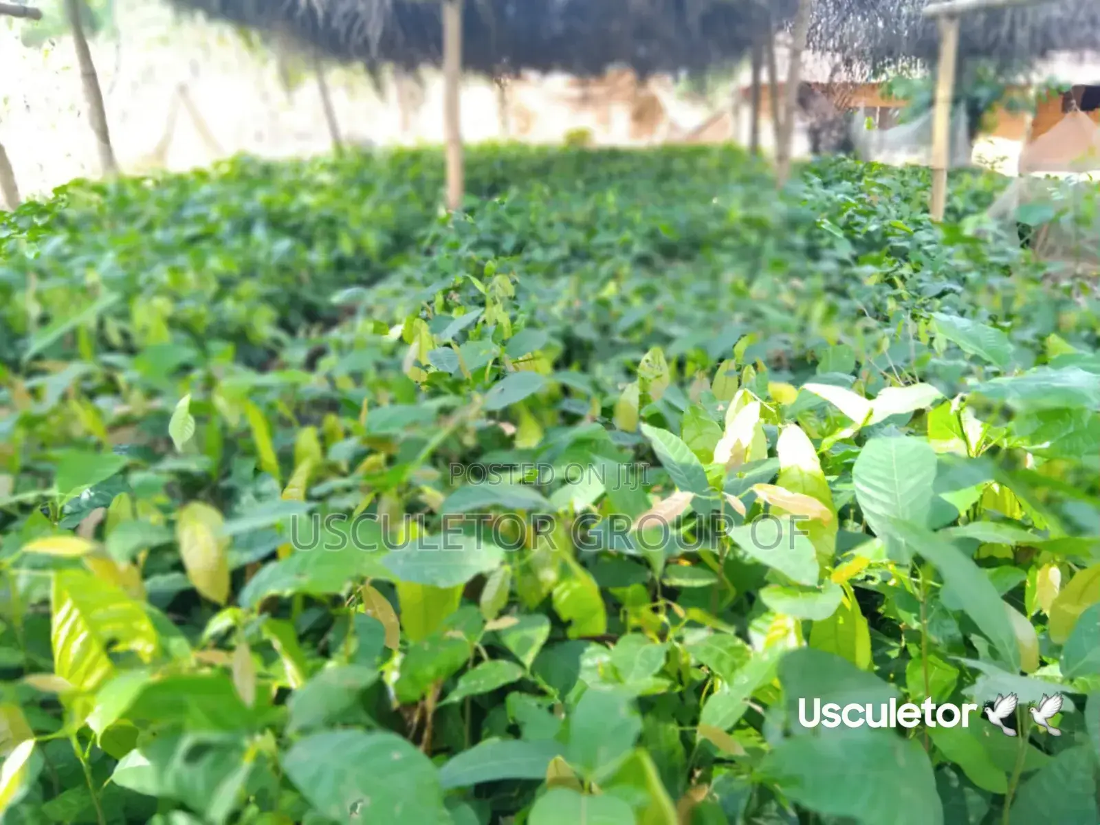 Cocoa Seedlings for Sell