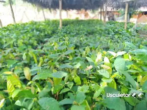 Cocoa Seedlings for Sell